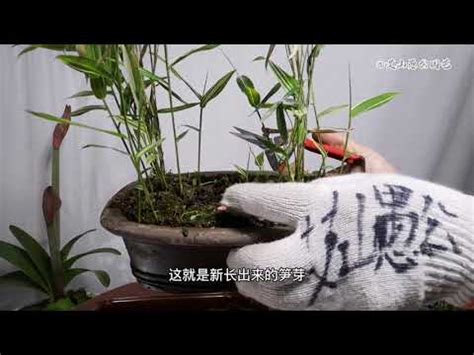 竹子澆水|開運盆栽